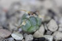 Echinocactus horizonthalonius PD 21_02